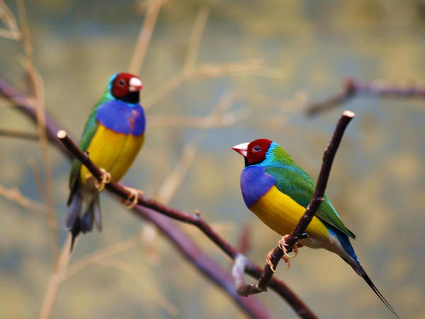 Фото Амадина – птичка с разнообразной яркой окраски