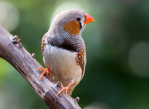 Фото Амадина – птичка с разнообразной яркой окраски