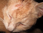 Стригущий лишай у кошек - фото, признаки и лечение
